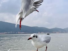-海埂大坝