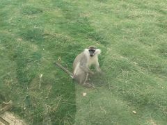 -合肥野生动物园