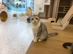 -猫域·湾主题猫咖·宠物吧(南坪城市广场店)