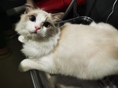 -猫遇摄影工作室