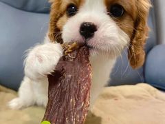 -萌宠之家·腊肠犬·马尔泰·小体犬舍