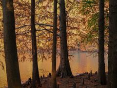 -上海海湾国家森林公园