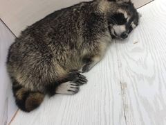 -浣熊柯尔鸭土拨鼠·电玩咖