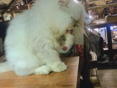 -more than meow吴止猫主题餐厅(承德 中船汇店)