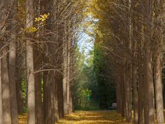 -汉景帝阳陵博物院