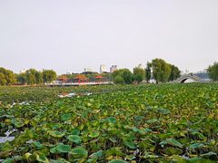 -长春市南湖公园