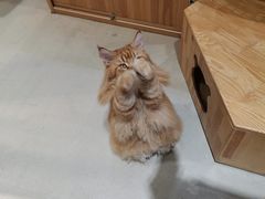 -藏猫猫咖啡主题馆(中央大道店)