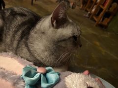 -猫猫幼稚园·撸猫·桌游·电玩