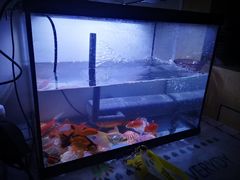 -中环花鸟鱼虫市场