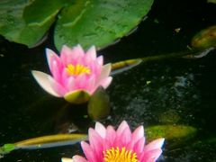 -金孔雀温泉旅游度假村