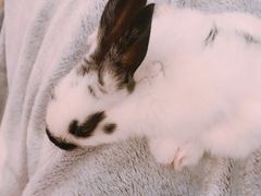 -浣熊柯尔鸭土拨鼠·电玩咖