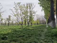 -汉长安城未央宫国家考古遗址公园