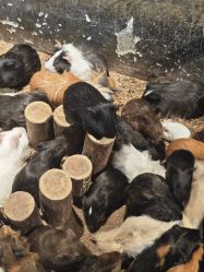 -酷嗒动物文化乐园(cutezoo西溪乐天城店)