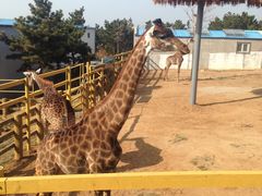 -西霞口神雕山野生动物世界