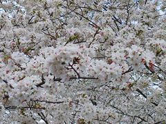 -西北湖绿化广场