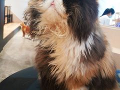 -瞄一喵猫咖(格力海岸店)