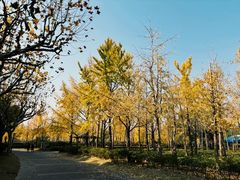 -黄兴公园