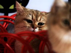 -猫咪咖啡·猫咖(万达广场店)