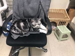 -美联众合动物医院·24h转诊中心