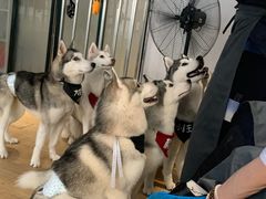 -Husky Go! 哈士奇体验馆·宠物咖啡厅狗咖