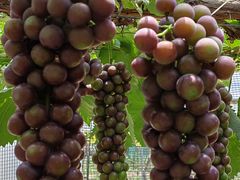 -海堤葡萄园中小学生研学基地