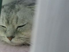 -喵的天空名猫咖啡馆·撸猫·猫舍·用品