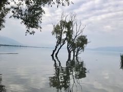 -才村湿地公园