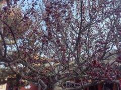 -大召寺明清一条街