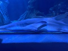 -太平洋海底世界