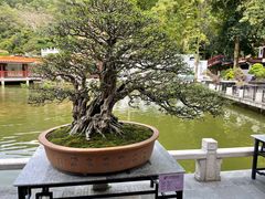 -深圳仙湖植物园