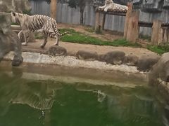 -常州淹城野生动物世界