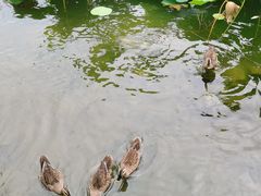 -济南大明湖景区