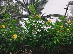 -鼓浪屿·皓月园