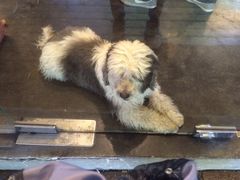 -莓园冰淇淋店