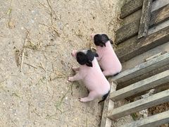 -田园东方蜜桃村的田野营地