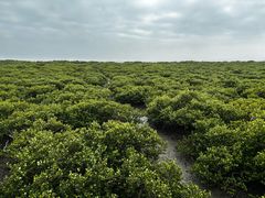 -北海金海湾红树林生态旅游区