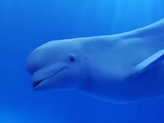 -多彩贵州城极地海洋世界