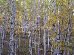 -乌兰布统景区-白桦林