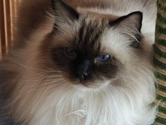 -Catmate·猫肥家润(金润铂宫店)