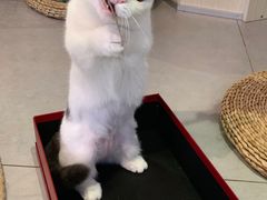 -Heymao猫咖.咖啡厅(东门店)