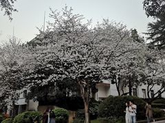 -武汉大学-樱园