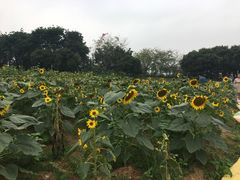 -松山湖梦幻百花洲
