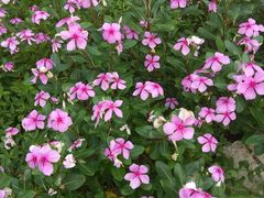 -松山湖梦幻百花洲