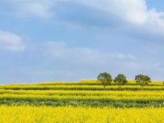 -光明小镇欢乐田园