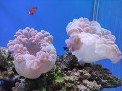 -海合安武汉极地海洋公园