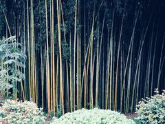-江西龙虎山景区