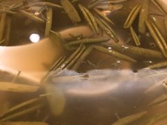 莼菜汤-杭州香格里拉·香宫中餐厅