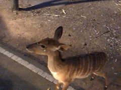 -清迈夜间动物园