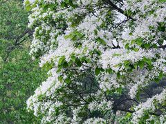 -国家植物园南园