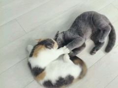 -喵的天空名猫咖啡馆·撸猫·猫舍·用品